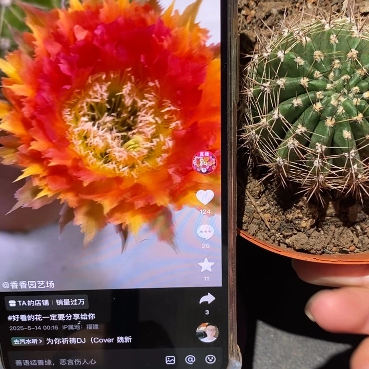 彩草橙羽毛带根5公分左右