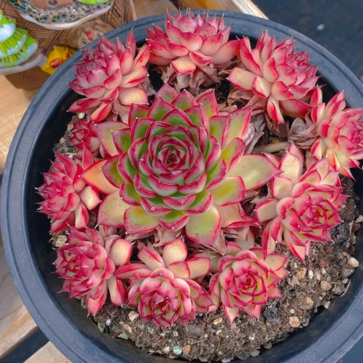 谢谢你的支持0000001260