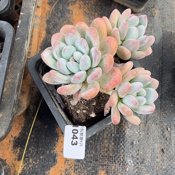阿雅园艺。       1043香水