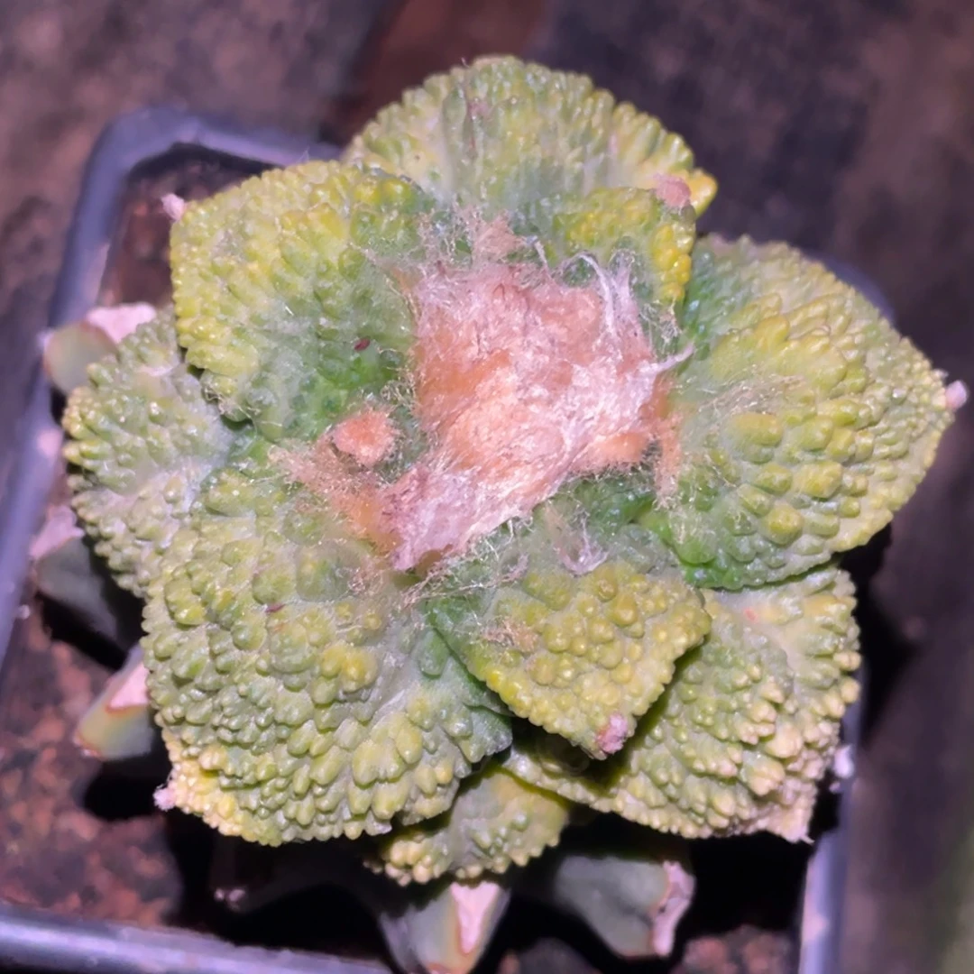全部花朵大型哥怒锦077