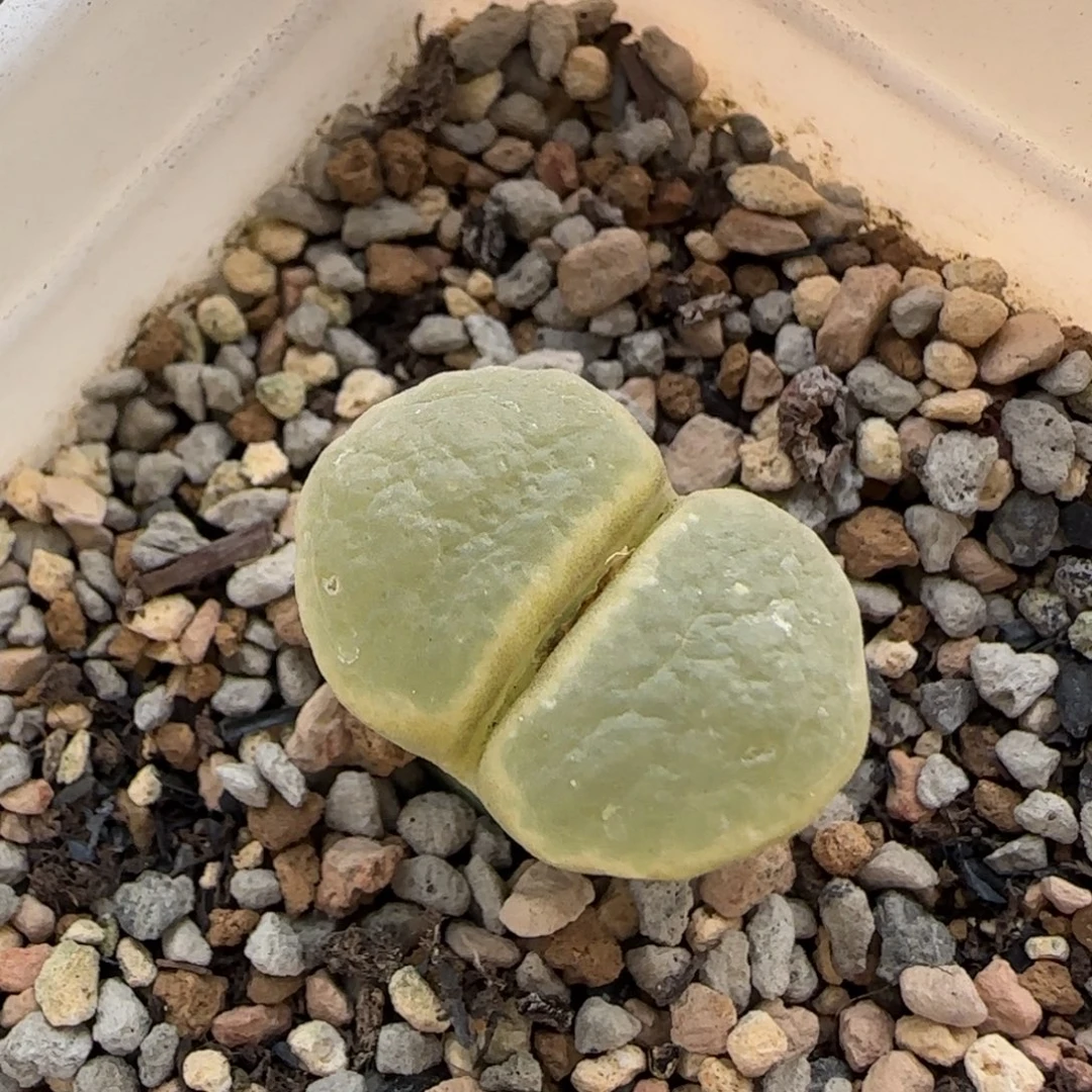 12-28-A094当天满38包邮黄金色厚翻窗风铃2.2cm脱土