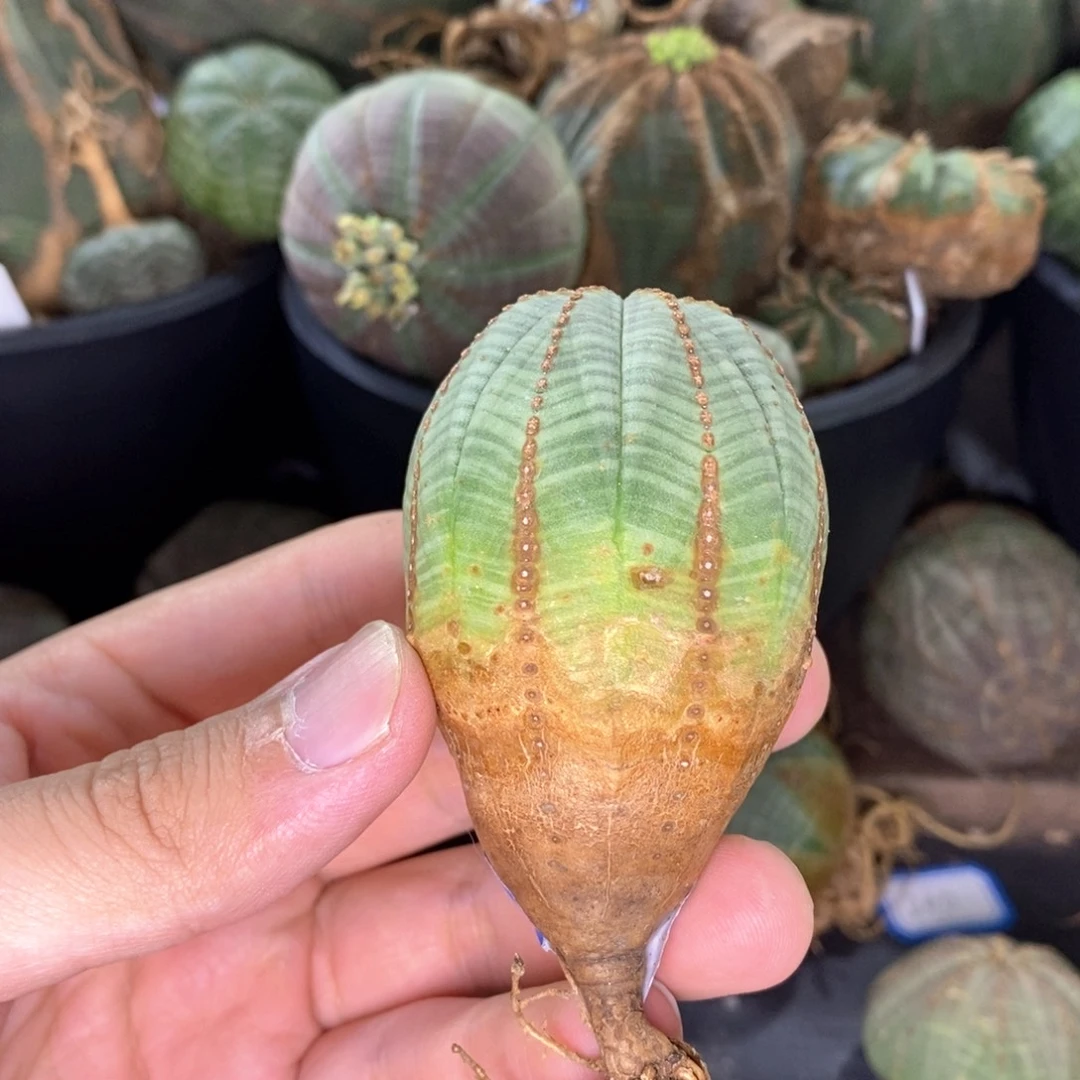 24 欧系实生布纹球多肉植物