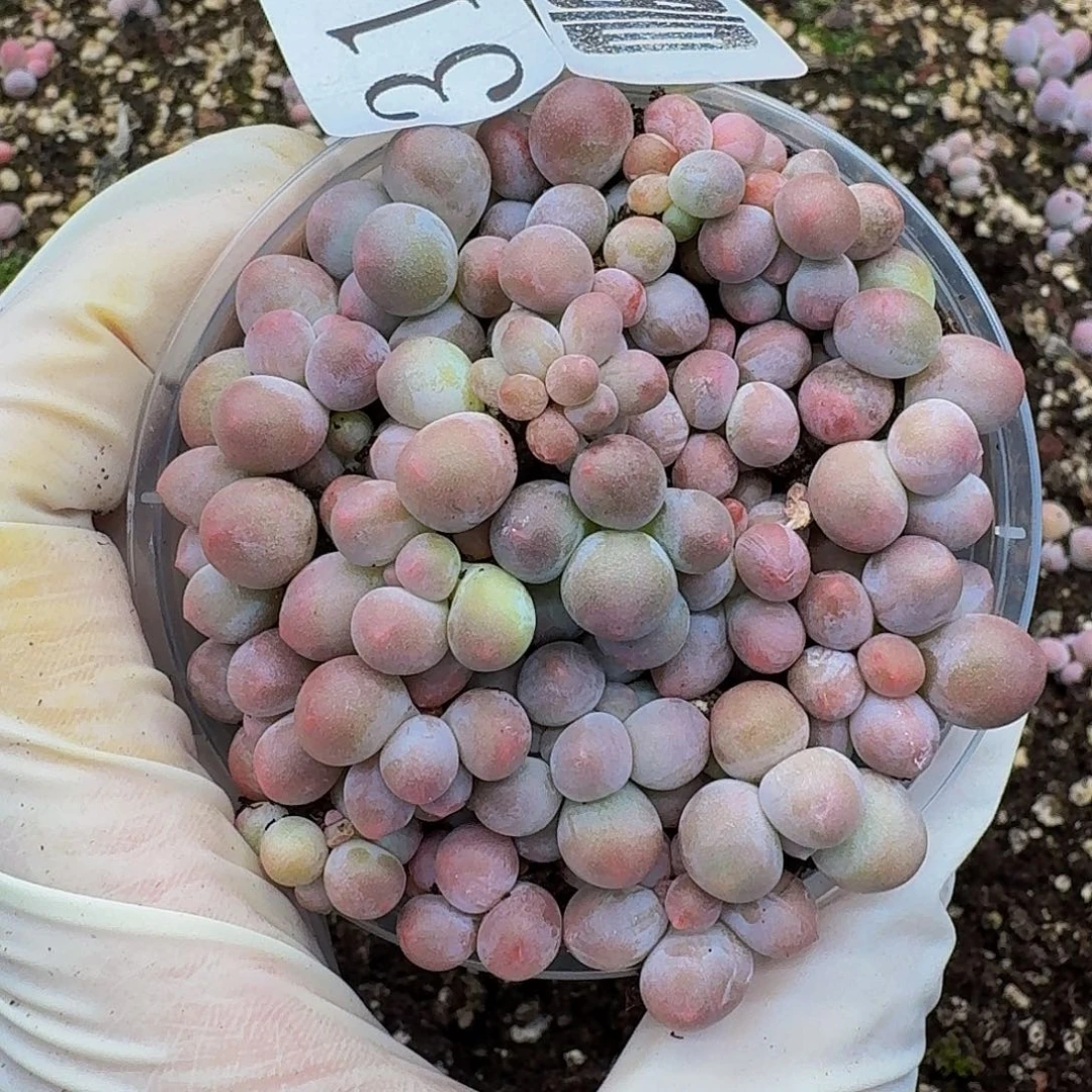 多肉植物多肉植物311量拍