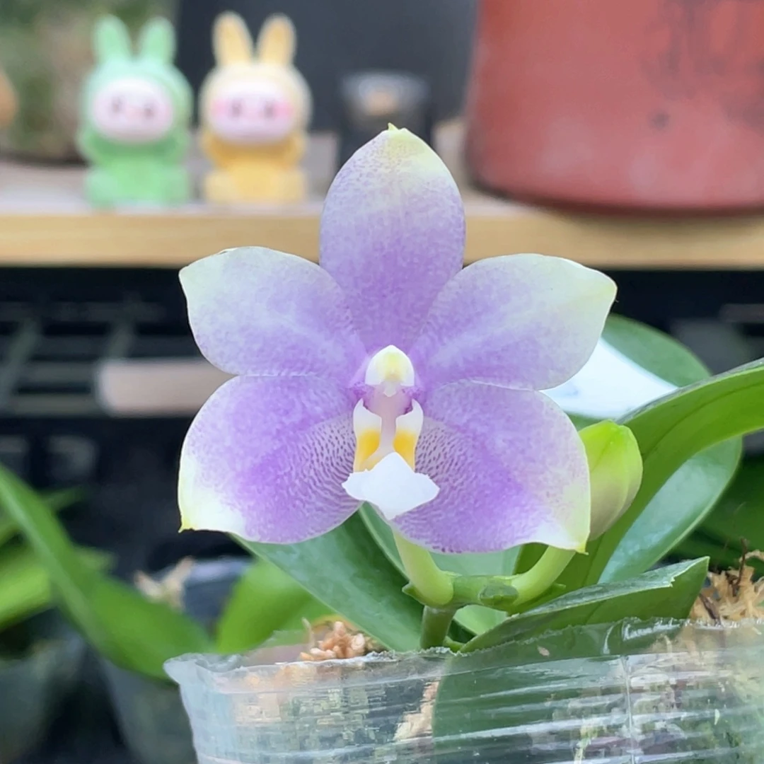 大部分开放少量花苞2.5荧光鸟，开花香香香