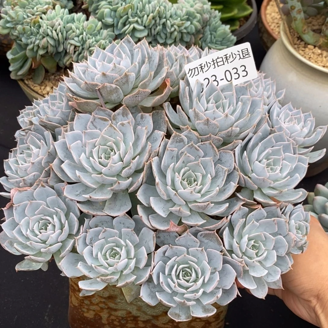 勿秒拍秒退 923-33蓝石莲