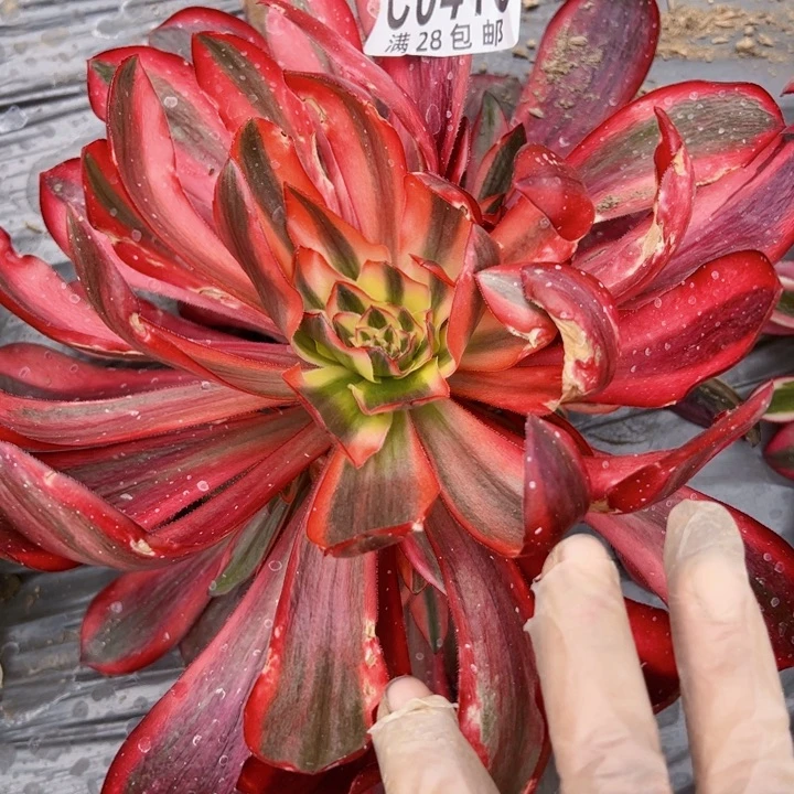 0416多肉植物法师