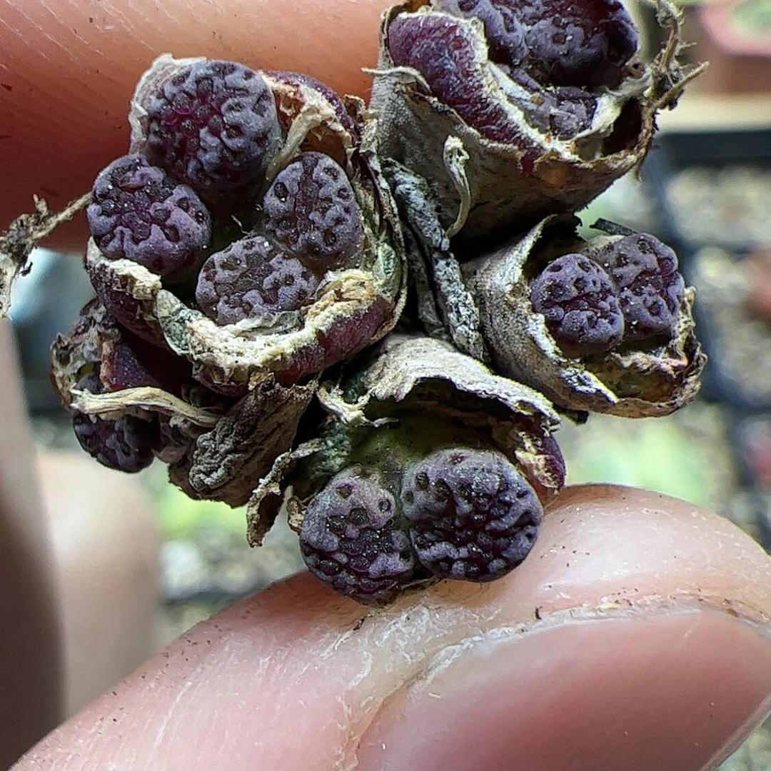 【闪购商品】129 福利 马克李子