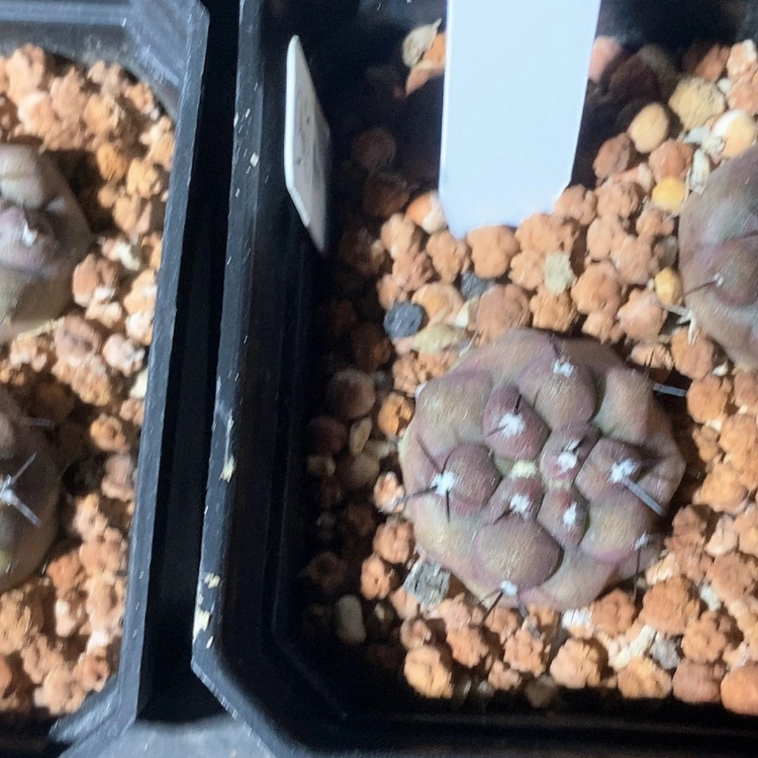 寂***好黑王花花花花花花花花