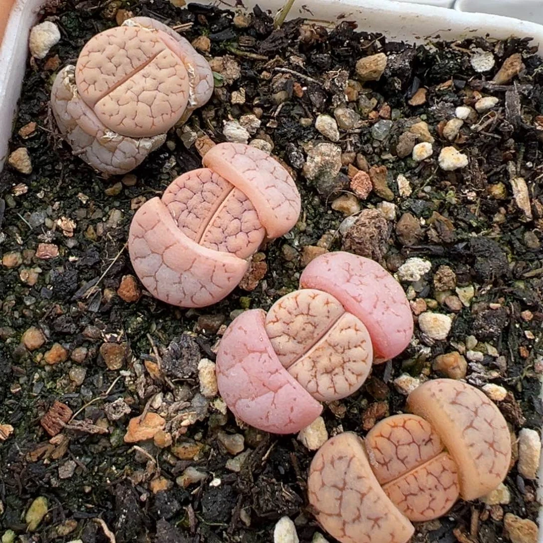 2.23好看的多肉468