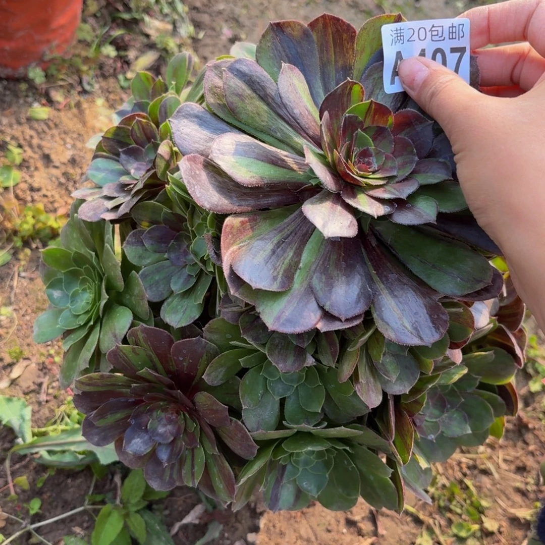 407多肉植物捧花的