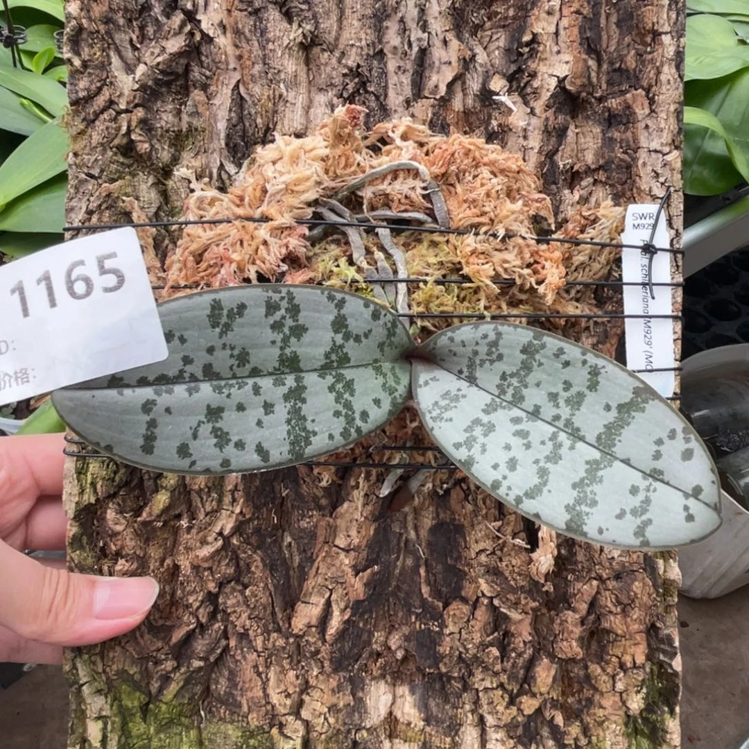 完全开放SWR M929-1165