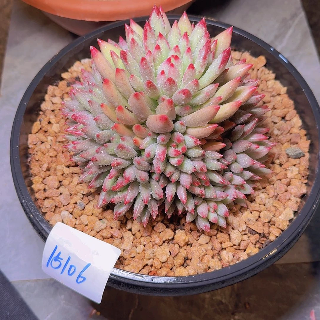 15106二代虞多肉植物