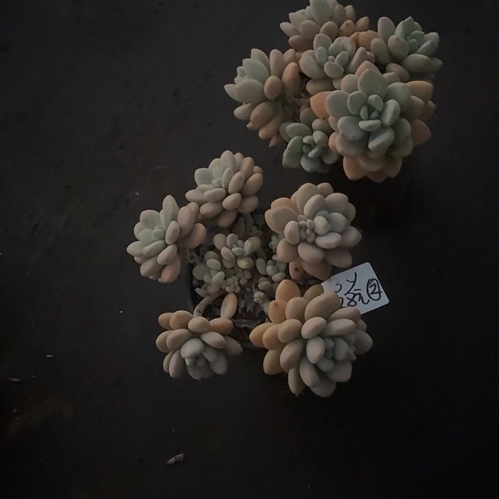 S***y多肉植物一物一拍sy