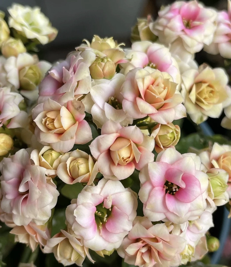 【洛神五花肉】110盆长寿花带花苞长寿花卉鲜花花卉植物