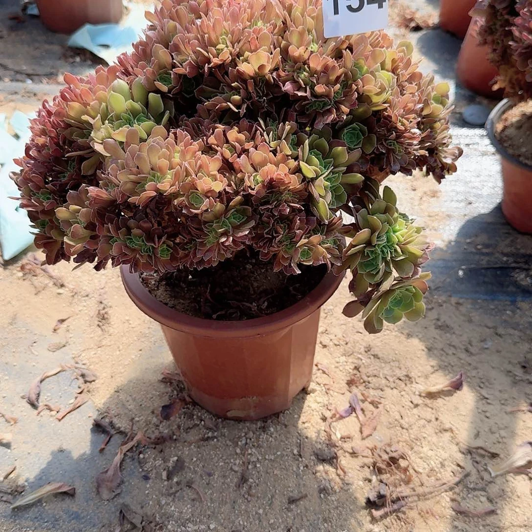 154玫瑰朵朵一颗呀呀