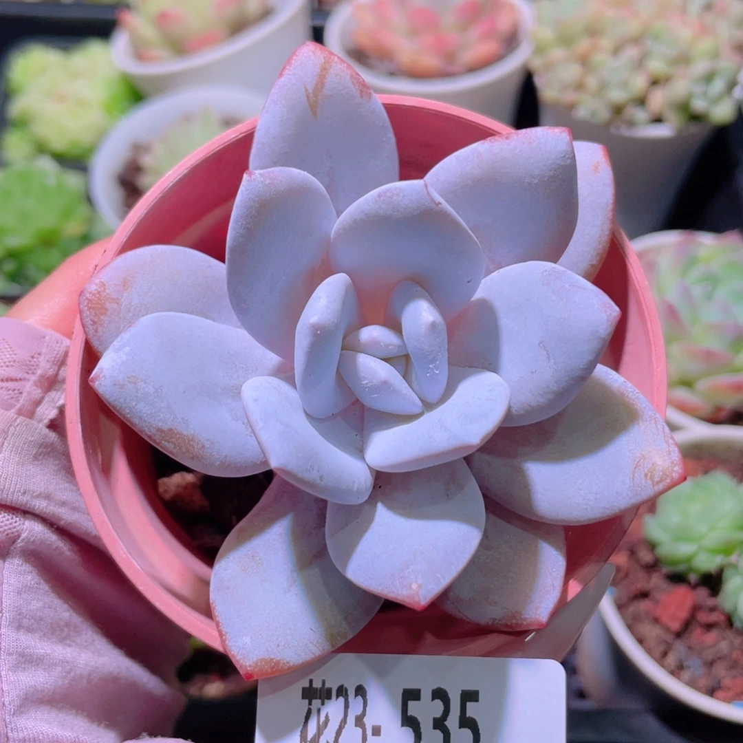 花利美23-535粉雪莲