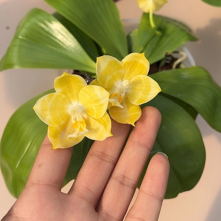 完全开放4.5寸杯双苗弥陀黄龙