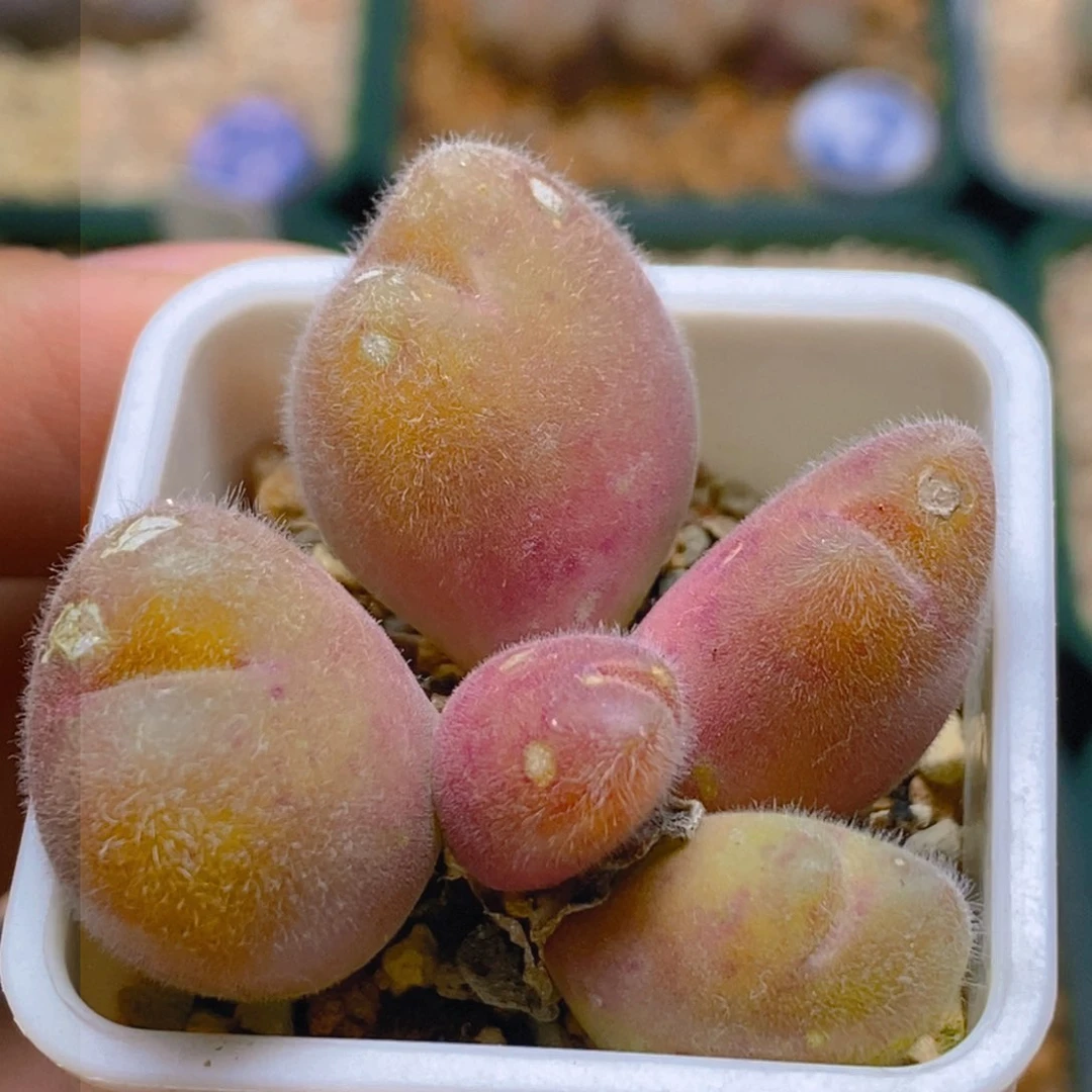 长毛一颗福利带盆土