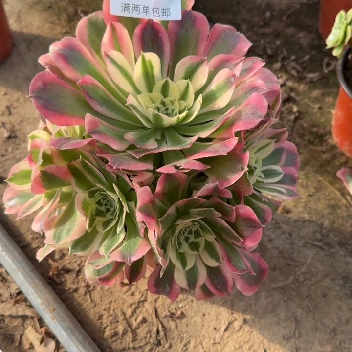 7646白凤多肉植物