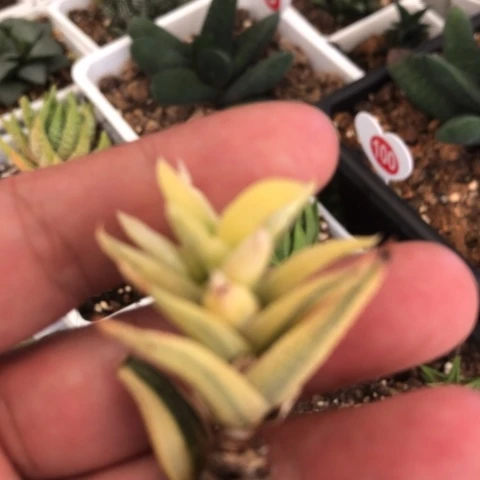 矮维锦硬叶锦硬叶锦