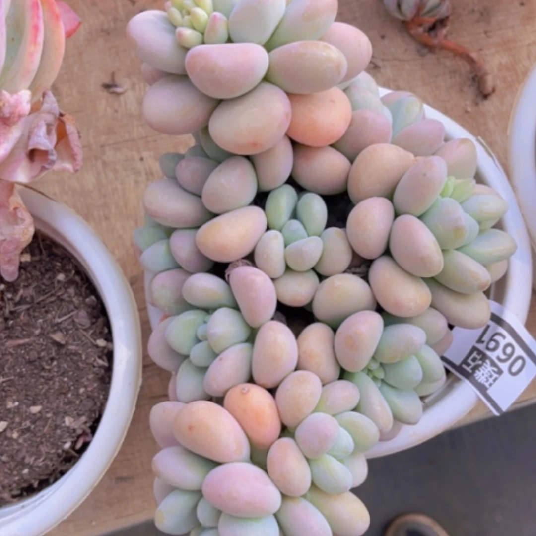 【闪购商品】香水洛神0691