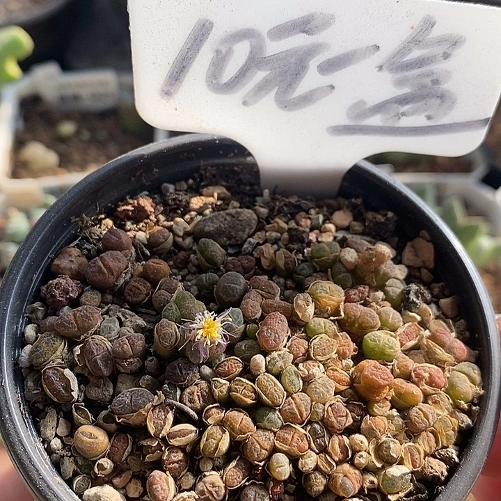 风铃组合带盆发货