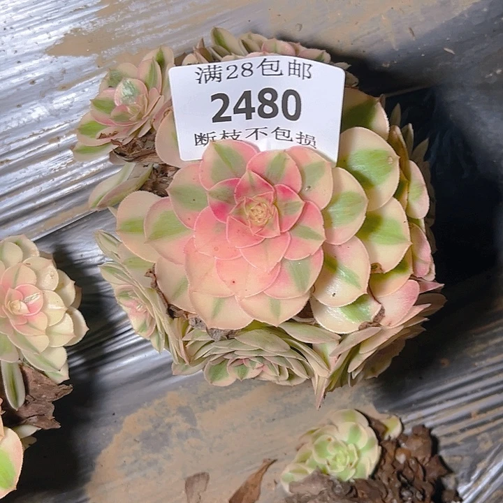 2480倾城多肉植物保护
