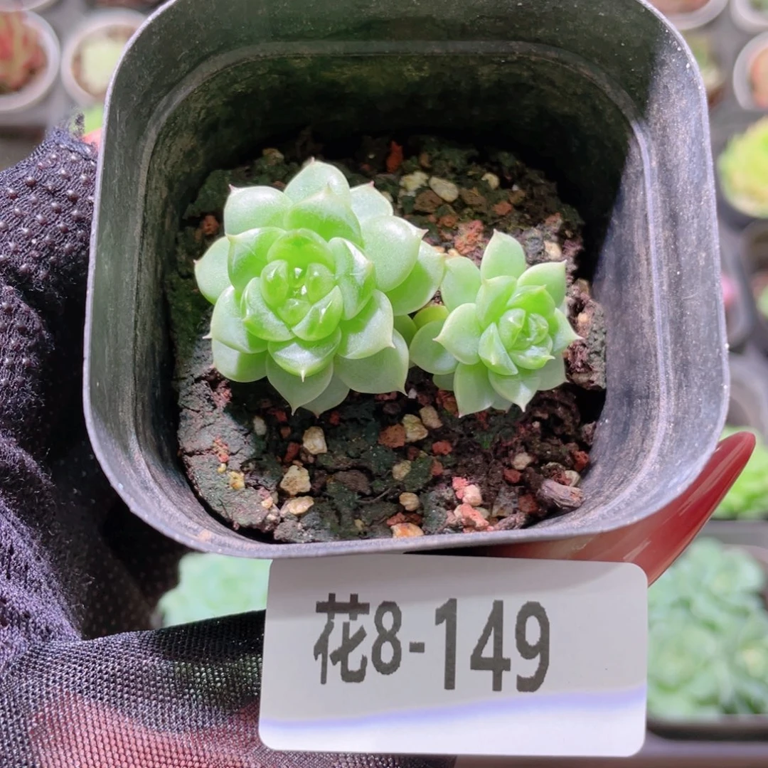 花利美8-149新品带仔