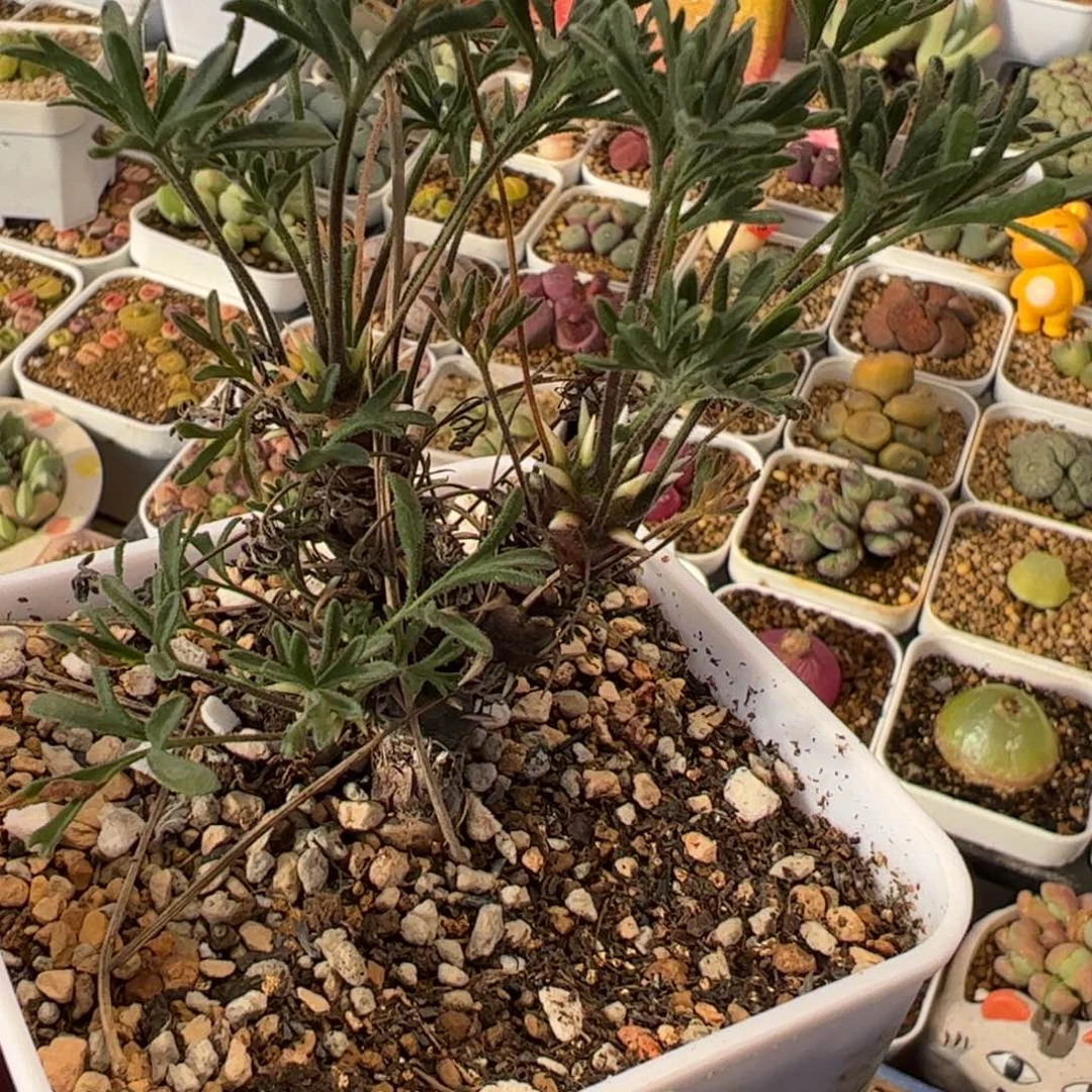 096多肉植物百科