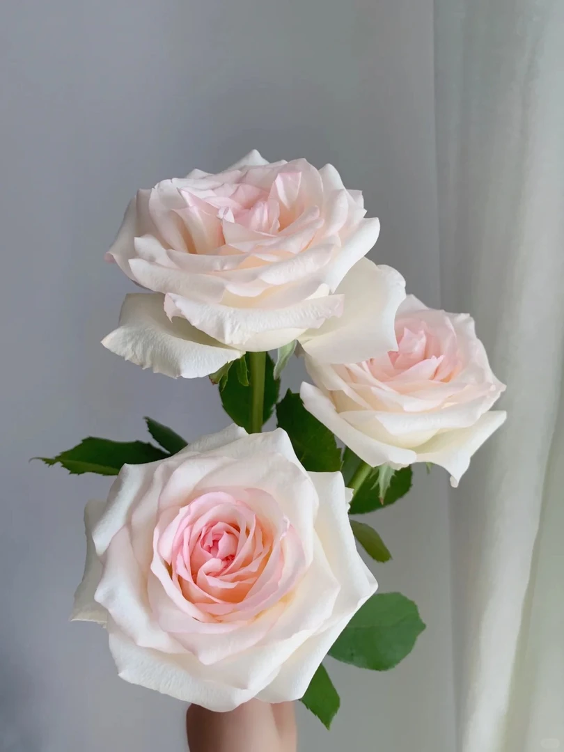 【香水女人】单头玫瑰18+2枝防损云南顺丰直发