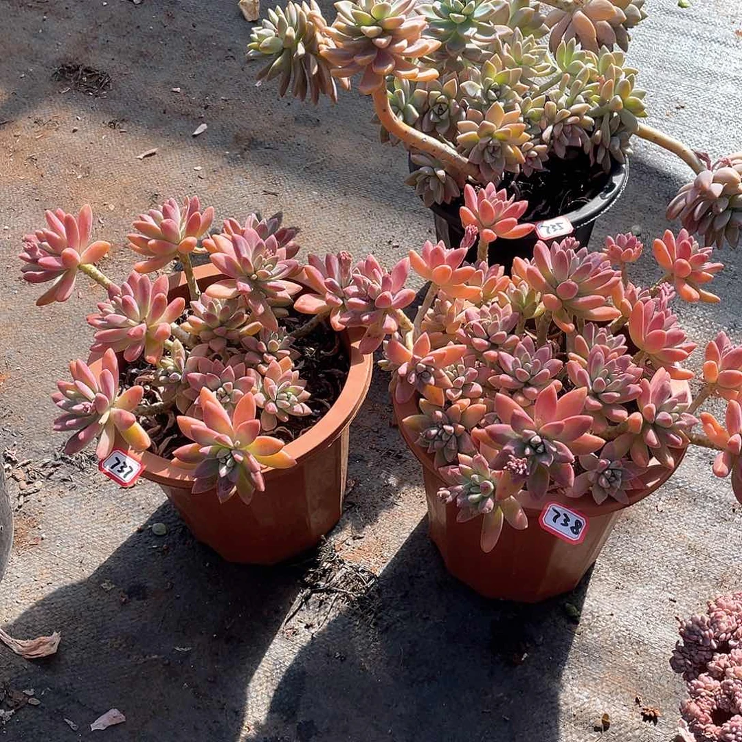 秋力9.9米 量拍多肉