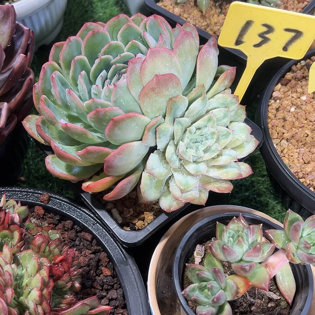 泡泡莎裙137号多肉