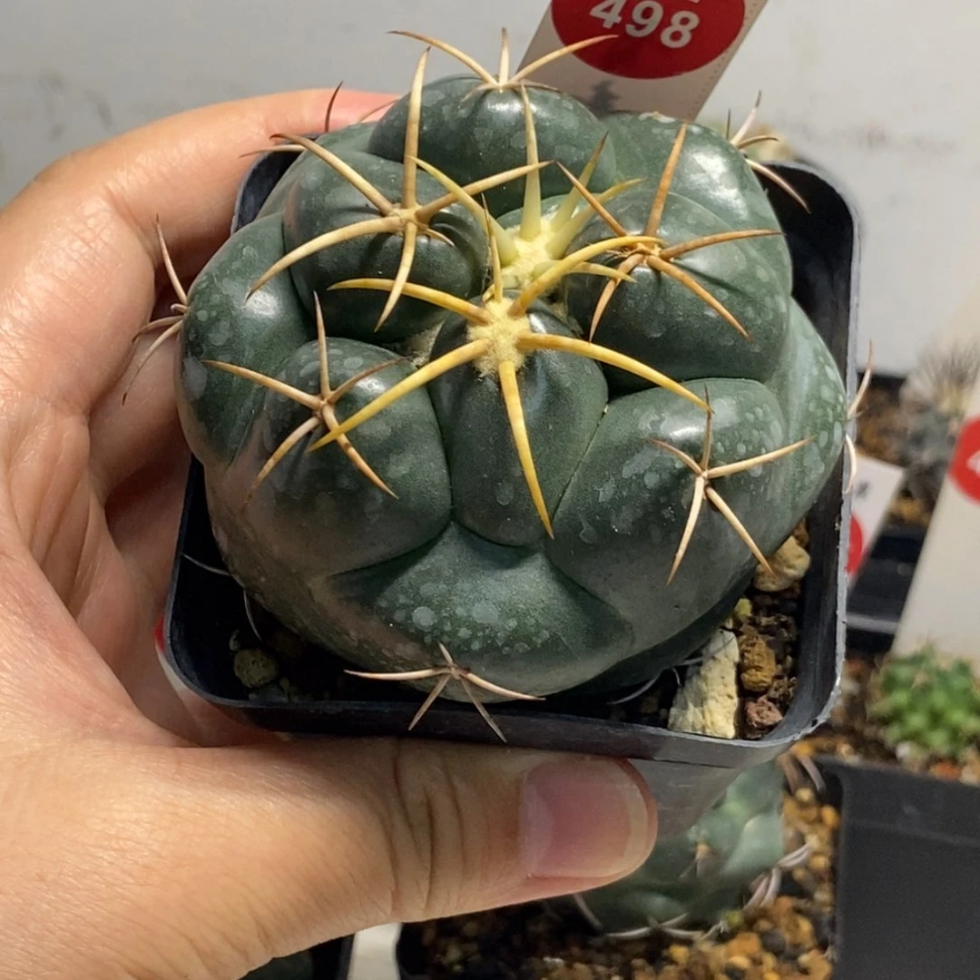 实生安宅象牙6.7cm