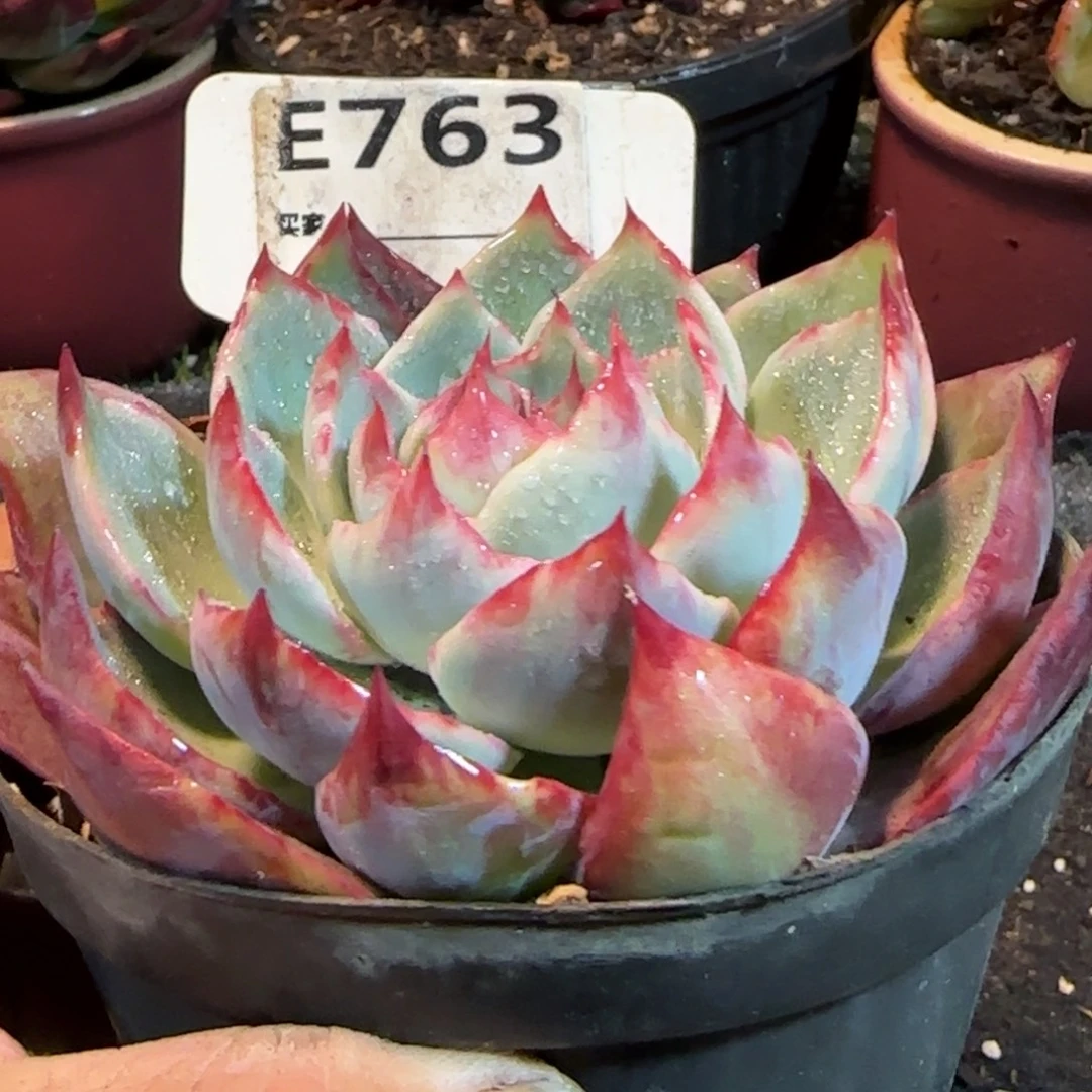 惊鸿一物一拍包装收缩花旱763