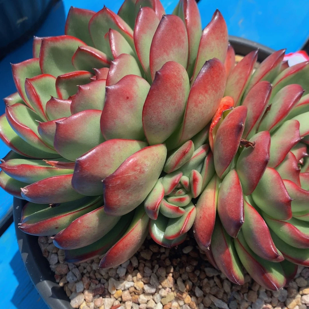 多*?万宝龙111111111111