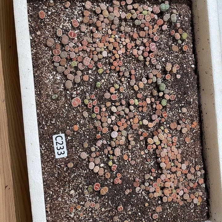 生233石花整框脱土发货不售后