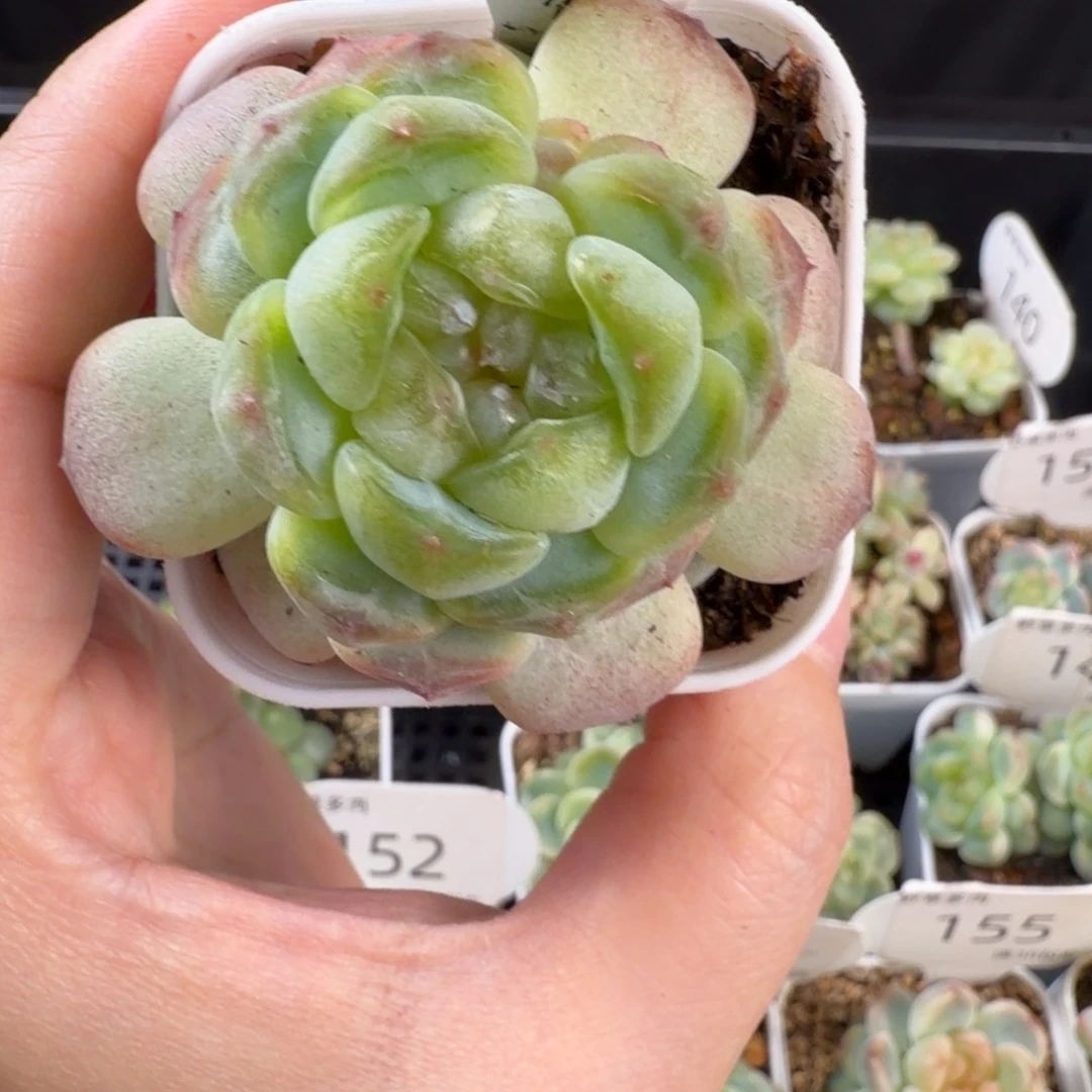 秃子甜心单头带崽159号