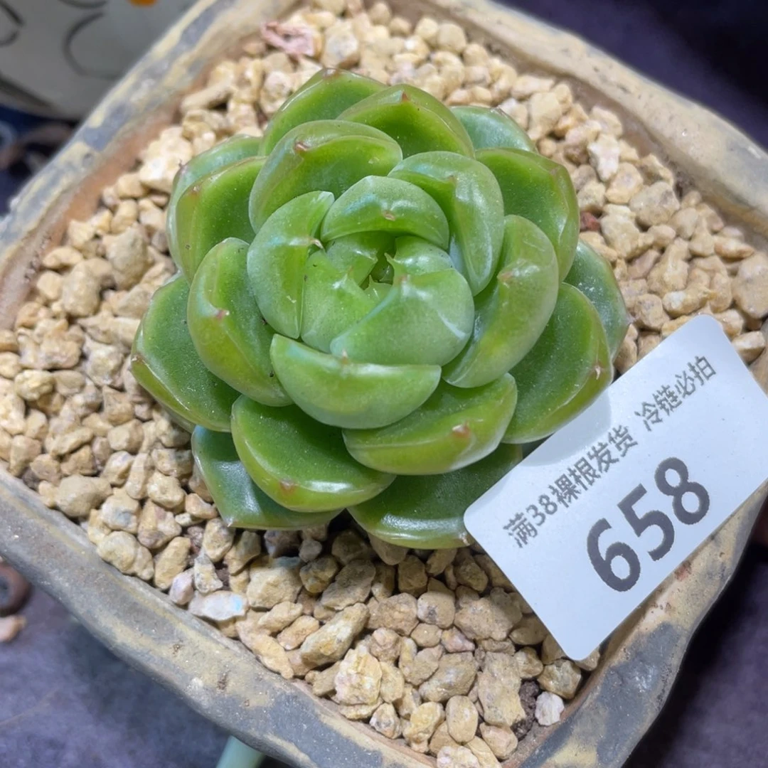 刺***比658翡翠珍妮单头多肉植物