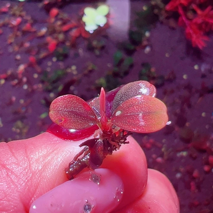 福利19号福利价植物一头