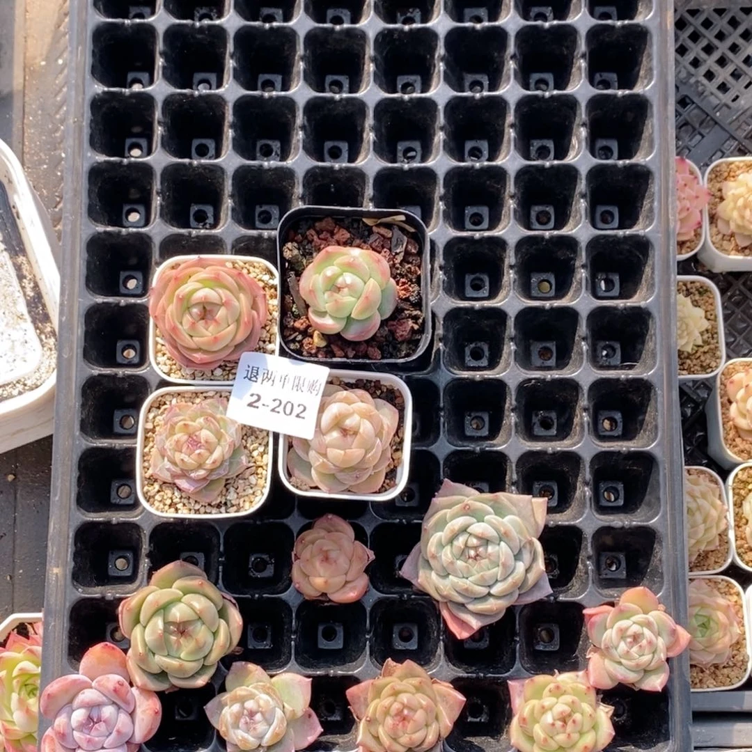 咪***堡2-202的的的的多肉多肉