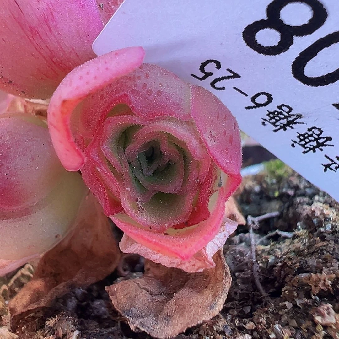 Z*若初x各种 侧芽   T608
