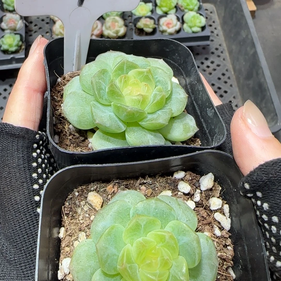 272满38包邮➗偏远发货后不退货退款