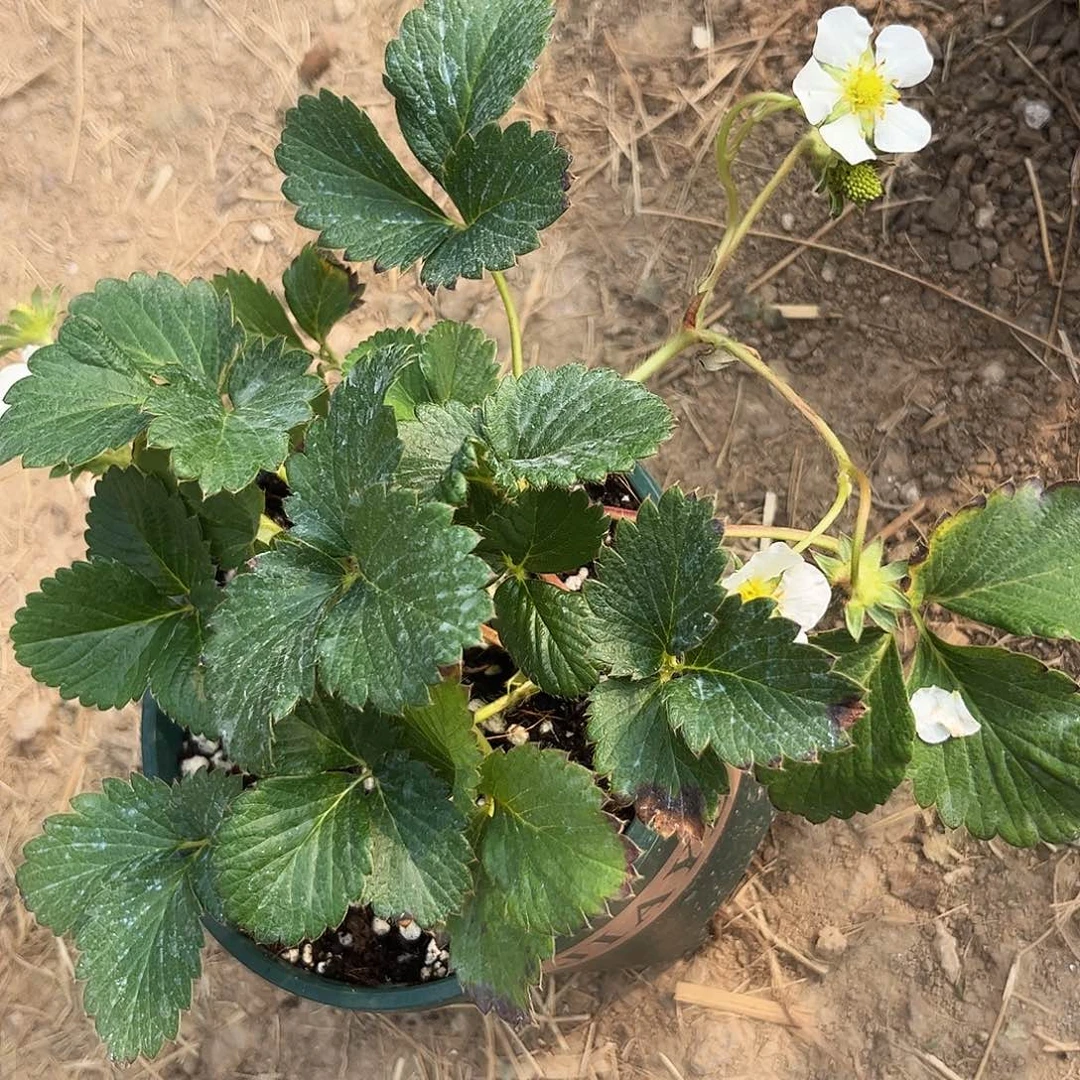 草莓香野1加仑盆