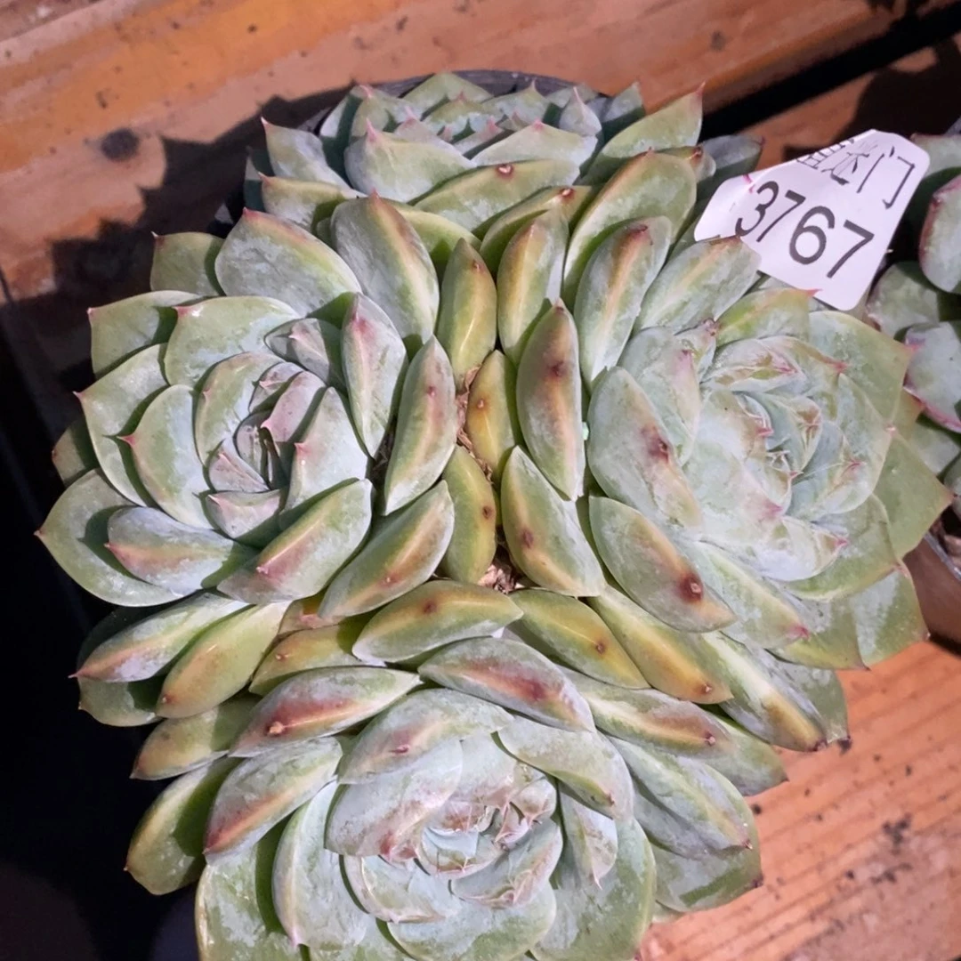 茉***沫杂交精品多肉3767~12厘米