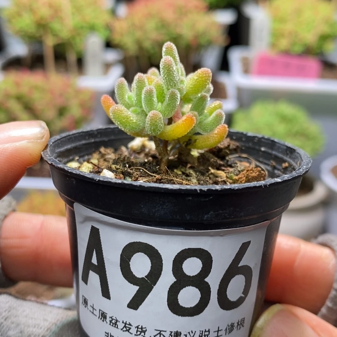 月*冰晶杂A986枝干番杏