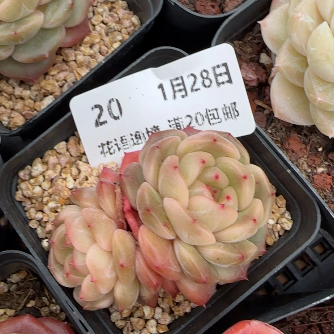 花语逸镜0128-20晴川