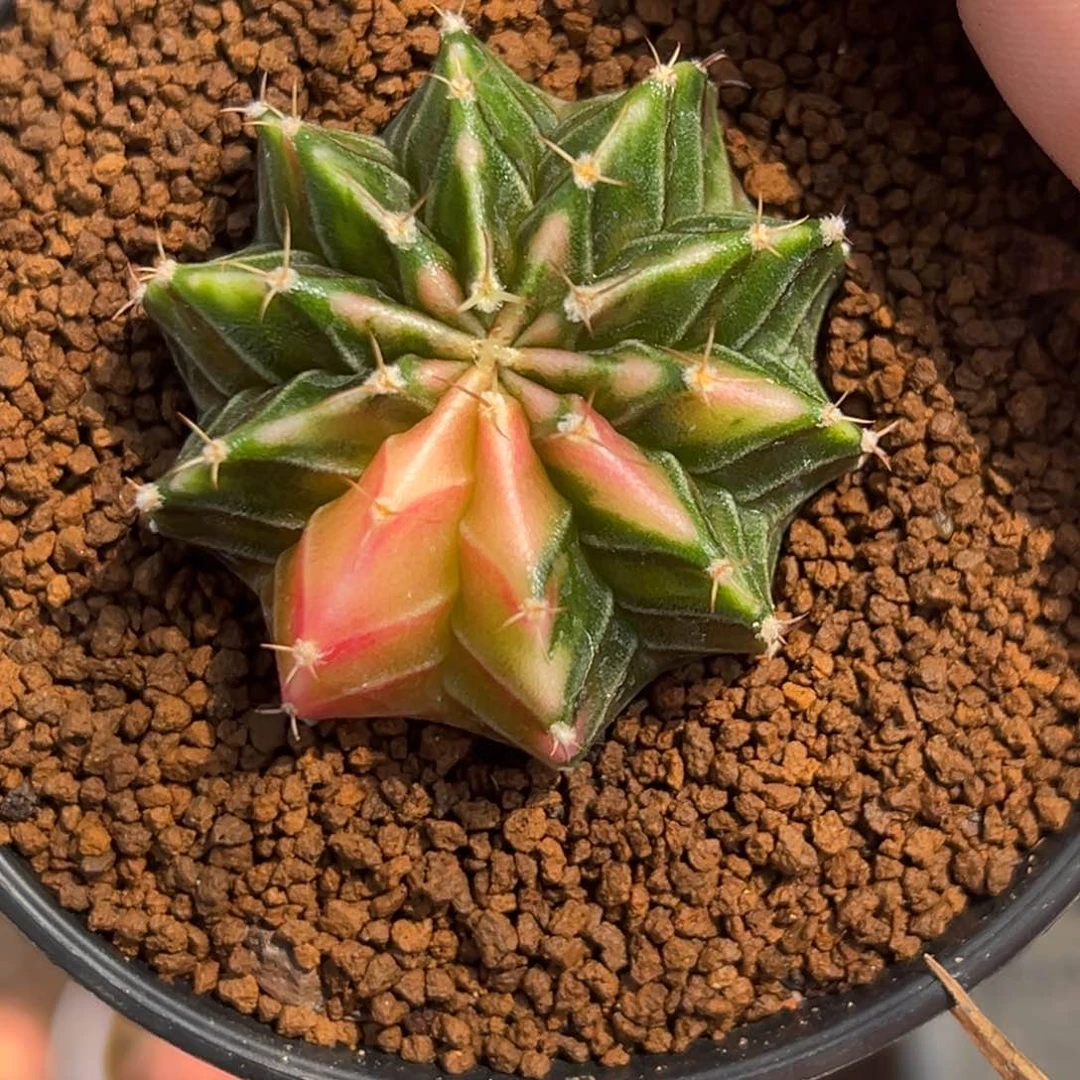 泰系实生肋骨锦，带盆土发货