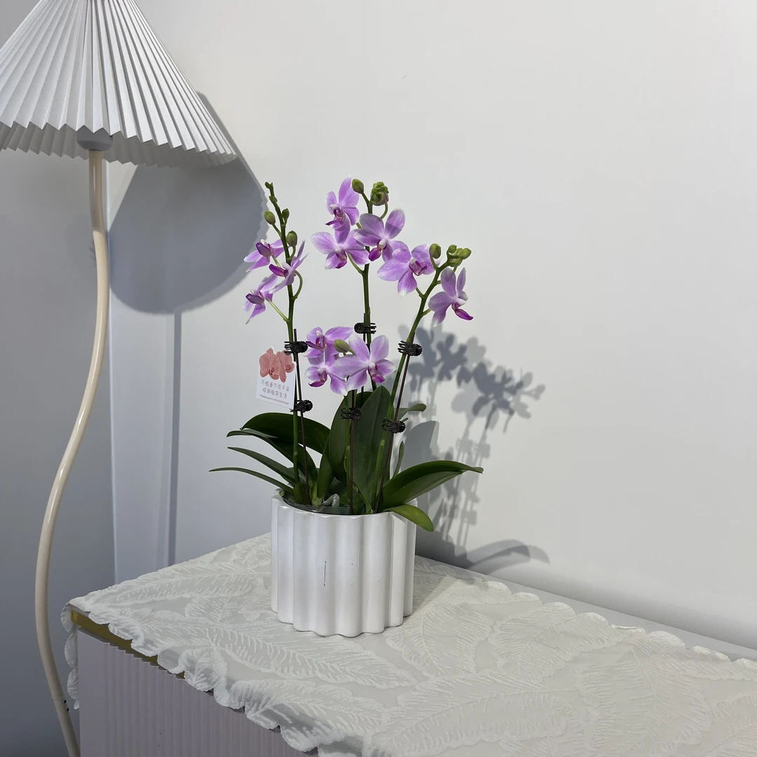 【蓝宝石】紫色小清新夏花蝴蝶兰 耐养耐看花花 源头基地