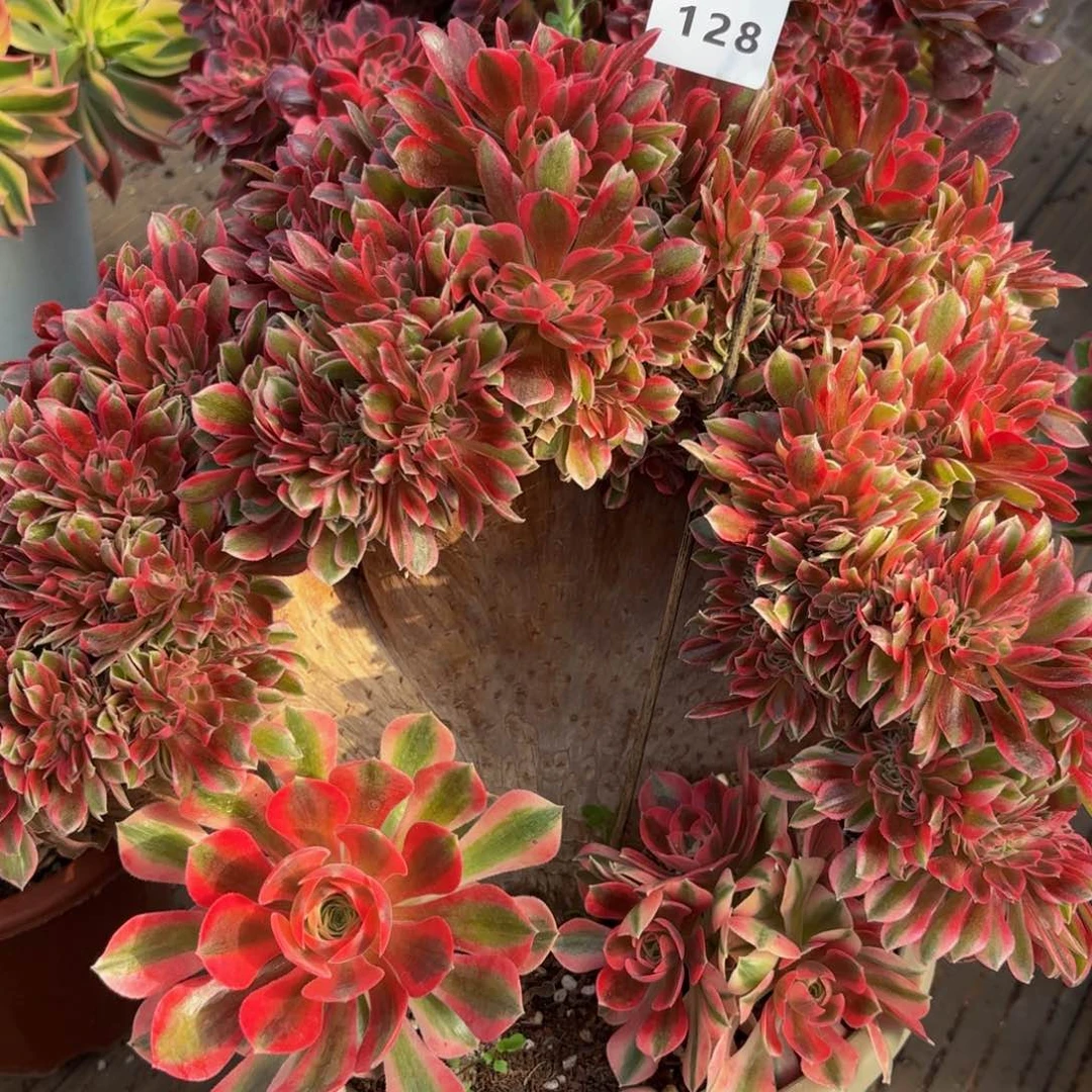 128多肉植物女巫缀sus