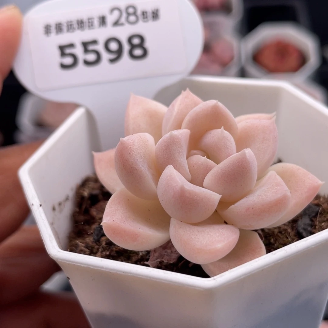 白雪5598-4.5厘米